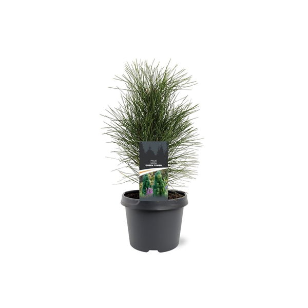 Warentuin natuurlijk Pinus nigra Green Tower 25-30 cm Conifeer - 