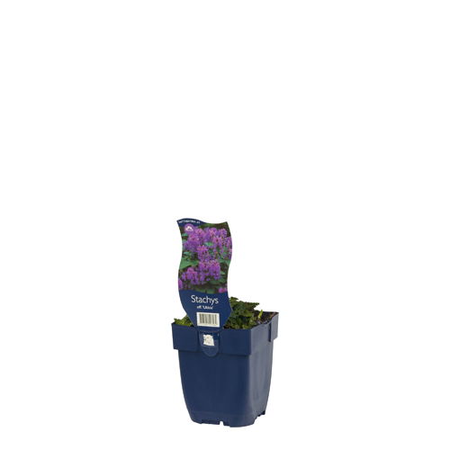 https://cdn.warentuin.nl/media/catalog/product/S/C/SCAN8717191517164_01_stachys_off_ukkie_griffioen_ea2e.jpg