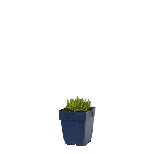 Ijsbloem (Delosperma aberd.) 'Hot Pink' | 1 stuk | Rotsplant | plant voor rotstuin | alpine plant | 11x11 cm Kwekerspot | Roze