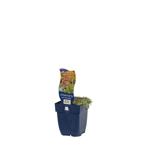 https://cdn.warentuin.nl/media/catalog/product/S/C/SCAN8717191519113_01_antennaria_dioica_alex_duguid_griffioen_9b4c.jpg