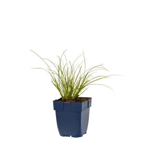 https://cdn.warentuin.nl/media/catalog/product/S/C/SCAN8717191519809_carex_test_prairie_fire_griffioen_b370.jpg