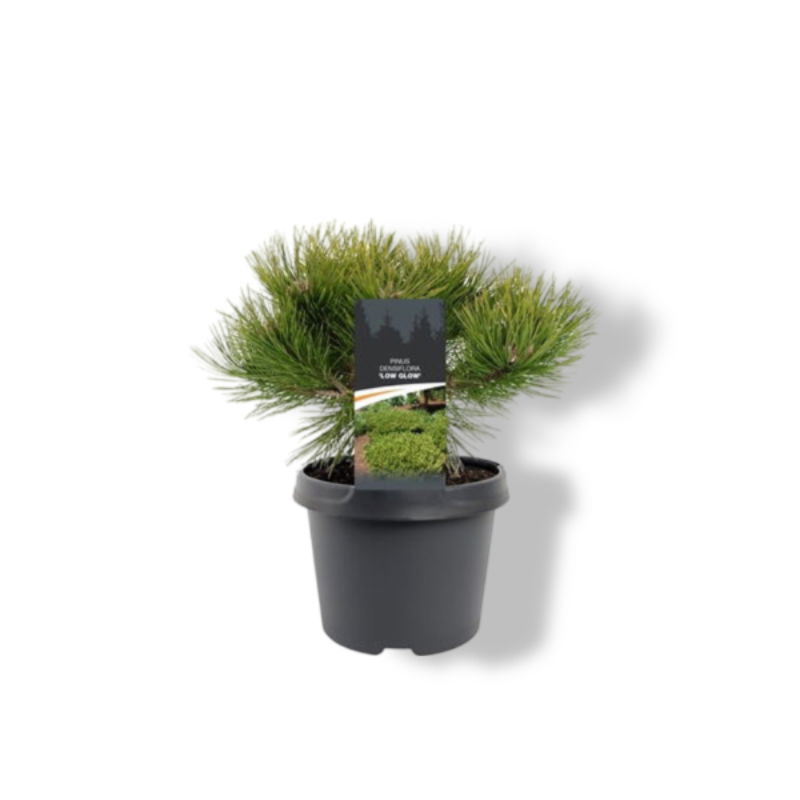https://cdn.warentuin.nl/media/catalog/product/S/C/SCAN8717191521567_01_warentuin_natuurlijk_pinus_densiflora_low_glow_25_30_cm_co_ac7e.jpg