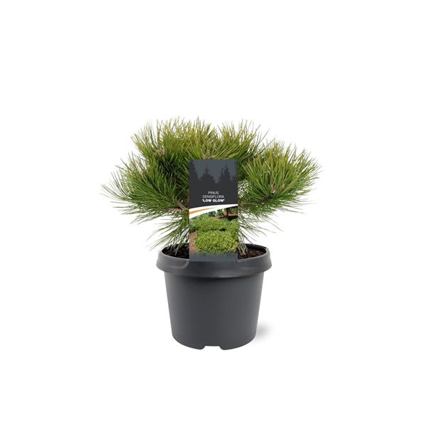 Warentuin natuurlijk Pinus densiflora Low Glow 25-30 cm Conifeer - 