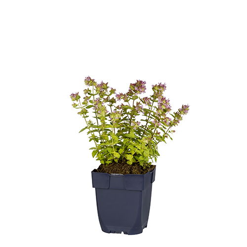 Origanum 'Dingle Fairy' - Griffioen