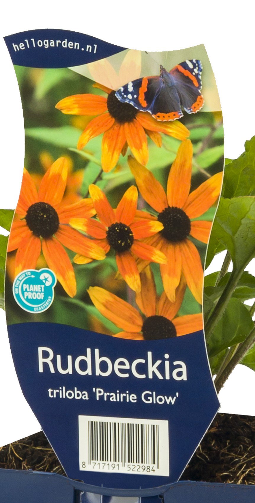 Rudbeckia tril. Prairie Glow vaste plant Griffioen - Griffioen