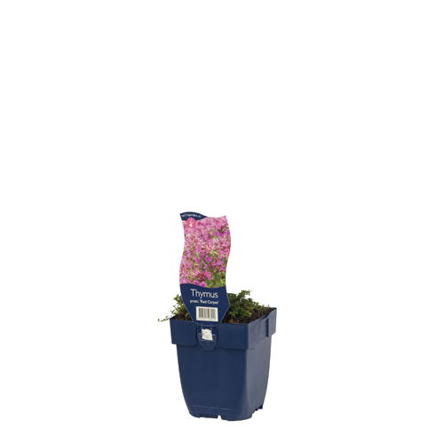 https://cdn.warentuin.nl/media/catalog/product/S/C/SCAN8717191523011_01_thymus_praecox_red_carpet_griffioen_3950.jpg