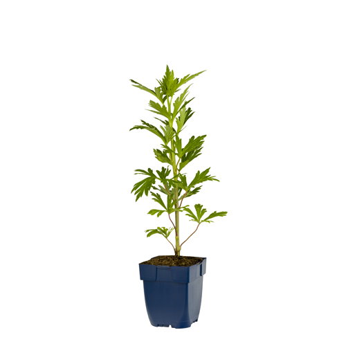https://cdn.warentuin.nl/media/catalog/product/S/C/SCAN8717191523028_aconitum_carm_cloudy_griffioen_7578.jpg