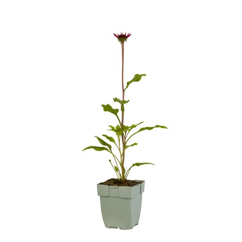 Echinacea Sombrero Salsa Red - Griffioen