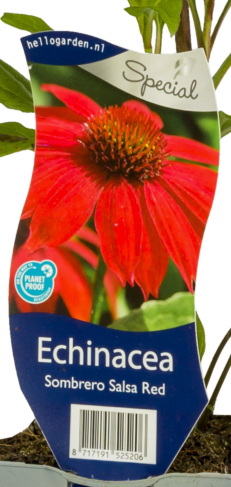 Echinacea Sombrero Salsa Red vaste plant Griffioen - Griffioen