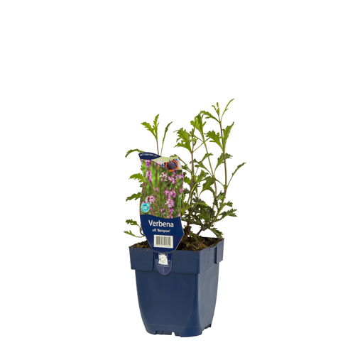 https://cdn.warentuin.nl/media/catalog/product/S/C/SCAN8717191525640_01_verbena_off_bampton_griffioen_0b93.jpg