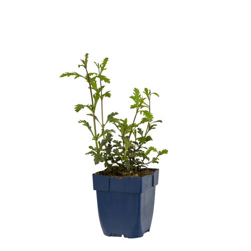 https://cdn.warentuin.nl/media/catalog/product/S/C/SCAN8717191525640_verbena_off_bampton_griffioen_09e9.jpg