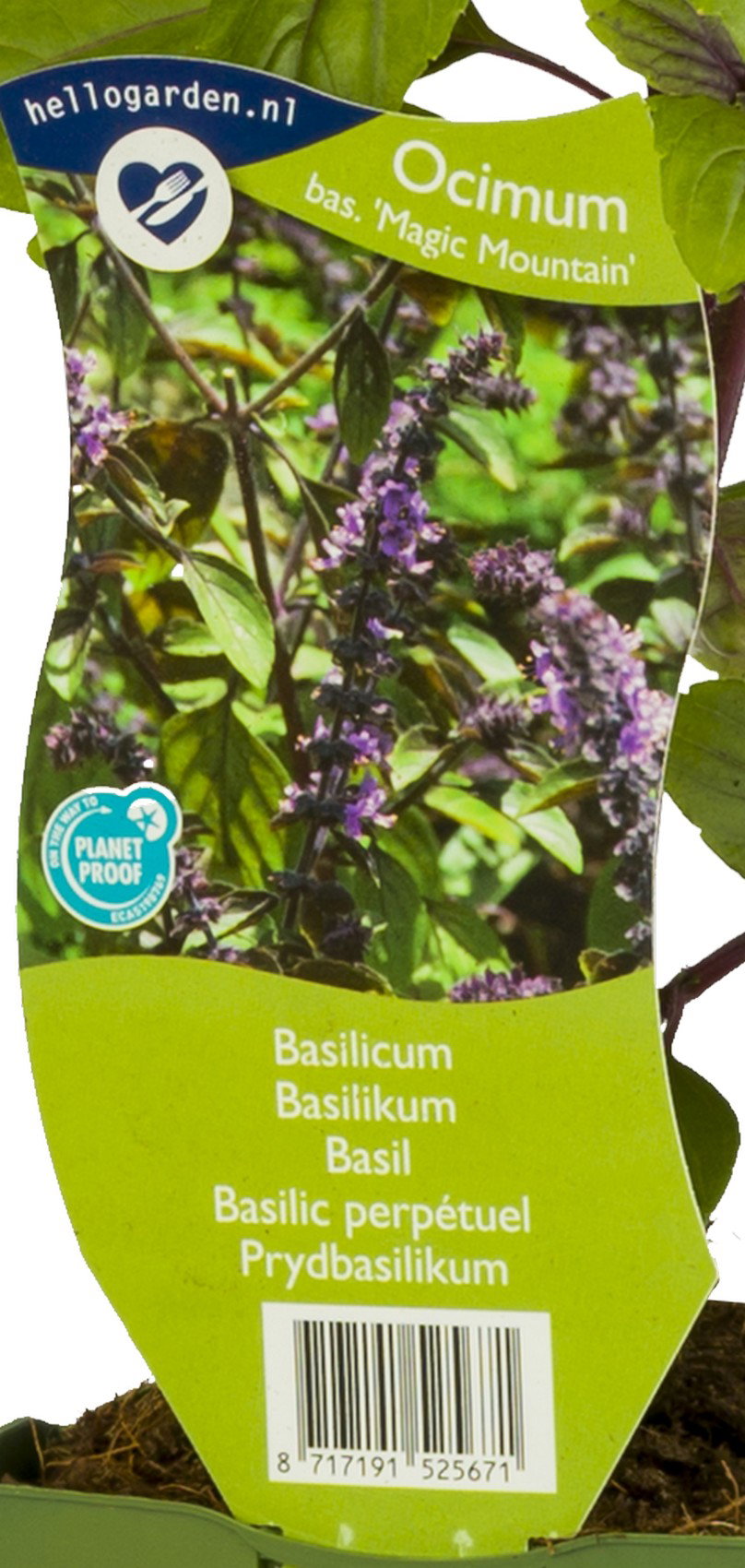 Basilicum kruid Ocimum basilicum Magic Mountain Griffioen - Griffioen