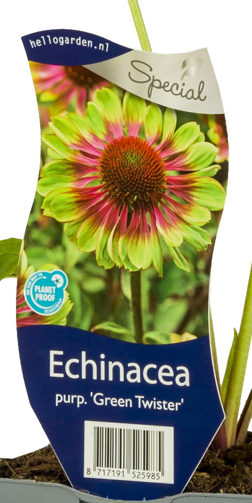 Echinacea purp. Green Twister vaste plant Griffioen - Griffioen