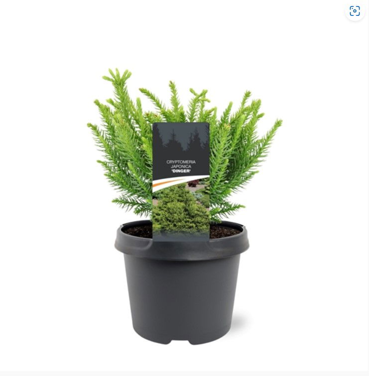 Warentuin natuurlijk Cryptomeria japonica Dinger 20-25 cm Conifeer - 