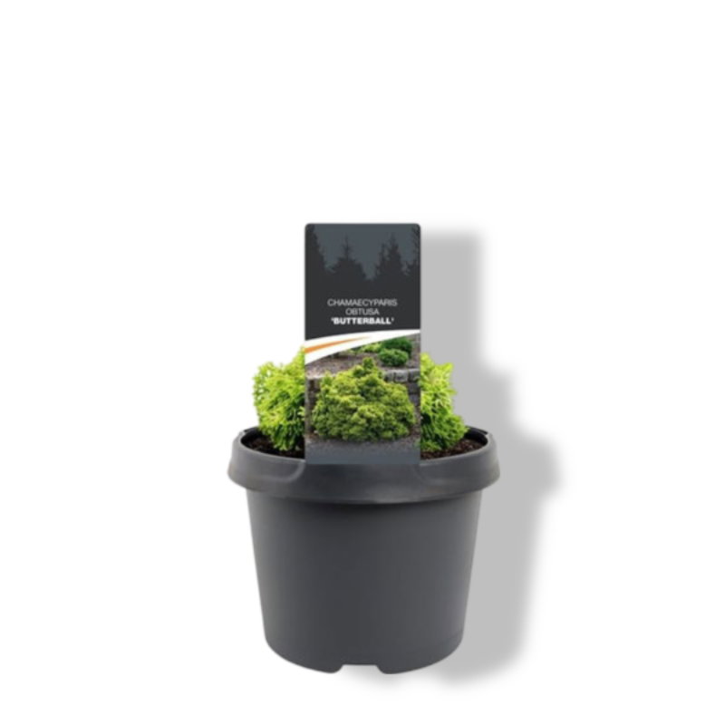 https://cdn.warentuin.nl/media/catalog/product/S/C/SCAN8717191528443_01_warentuin_natuurlijk_chamaecyparis_obtusa_butterball_15_20_baed.jpg
