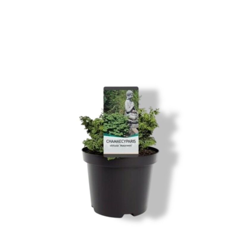 https://cdn.warentuin.nl/media/catalog/product/S/C/SCAN8717191528450_01_warentuin_natuurlijk_chamaecyparis_obtusa_maureen_15_20_cm_7d1f.jpg