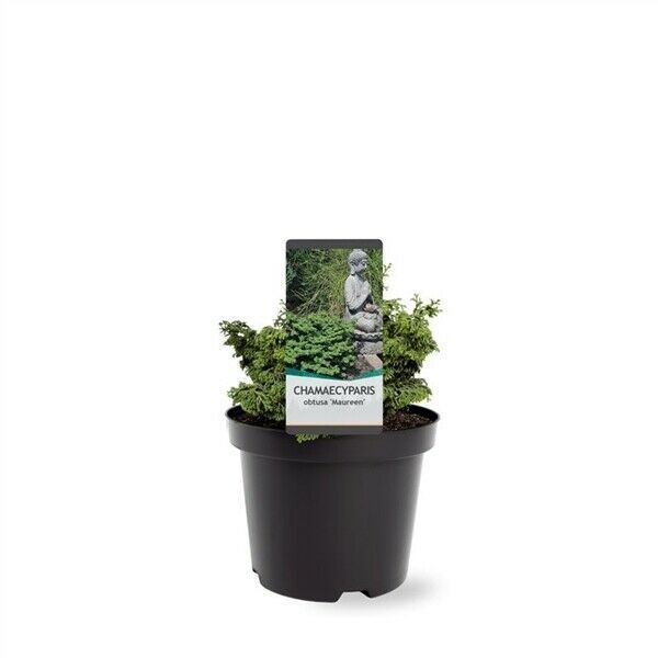 https://cdn.warentuin.nl/media/catalog/product/S/C/SCAN8717191528450_chamaecyparis_obtusa_maureen_15_20_cm_conifeer_warentuin_natu_6ec7.jpg