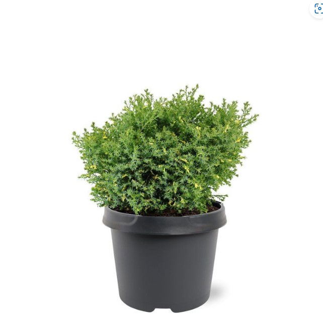 https://cdn.warentuin.nl/media/catalog/product/S/C/SCAN8717191528467_chamaecyparis_obtusa_saffron_spray_25_30_cm_conifeer_warentui_34b5.jpg