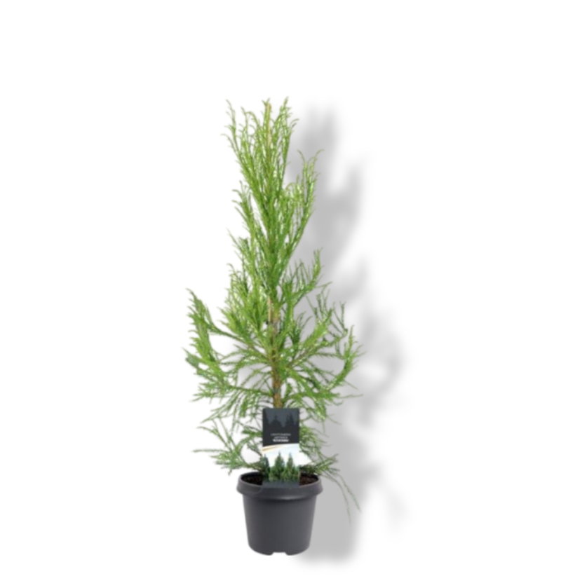 https://cdn.warentuin.nl/media/catalog/product/S/C/SCAN8717191528474_01_warentuin_natuurlijk_cryptomeria_jap_kitayama_80_100_cm_co_187a.jpg