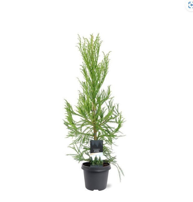https://cdn.warentuin.nl/media/catalog/product/S/C/SCAN8717191528474_cryptomeria_jap_kitayama__80_100_cm_conifeer_warentuin_natuur_e265.jpg