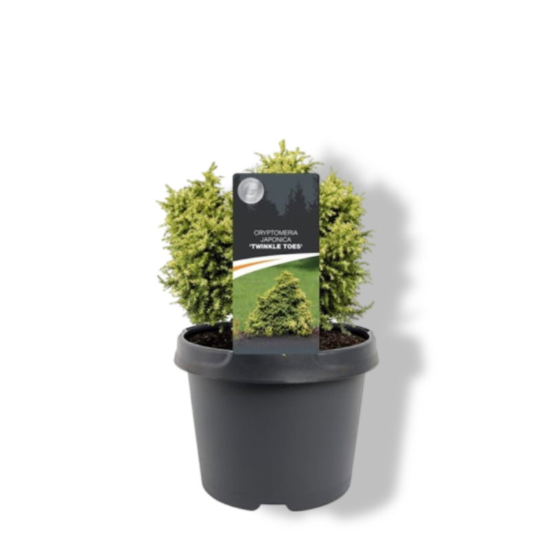 https://cdn.warentuin.nl/media/catalog/product/S/C/SCAN8717191528481_01_warentuin_natuurlijk_cryptomeria_jap_twinkle_toes_15_20_cm_cc52.jpg