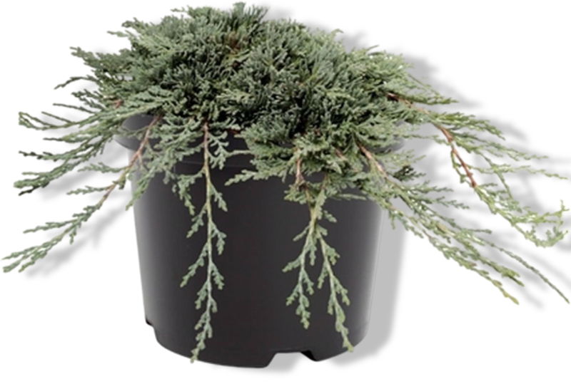 https://cdn.warentuin.nl/media/catalog/product/S/C/SCAN8717191528498_01_warentuin_natuurlijk_juniperus_hor_icee_blue_pbr_25_30_cm__04a4.jpg