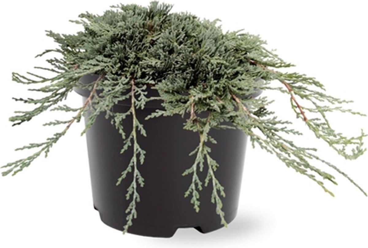 https://cdn.warentuin.nl/media/catalog/product/S/C/SCAN8717191528498_juniperus_hor_icee_bluepbr_25_30_cm_conifeer_warentuin_natuur_36bb.jpg