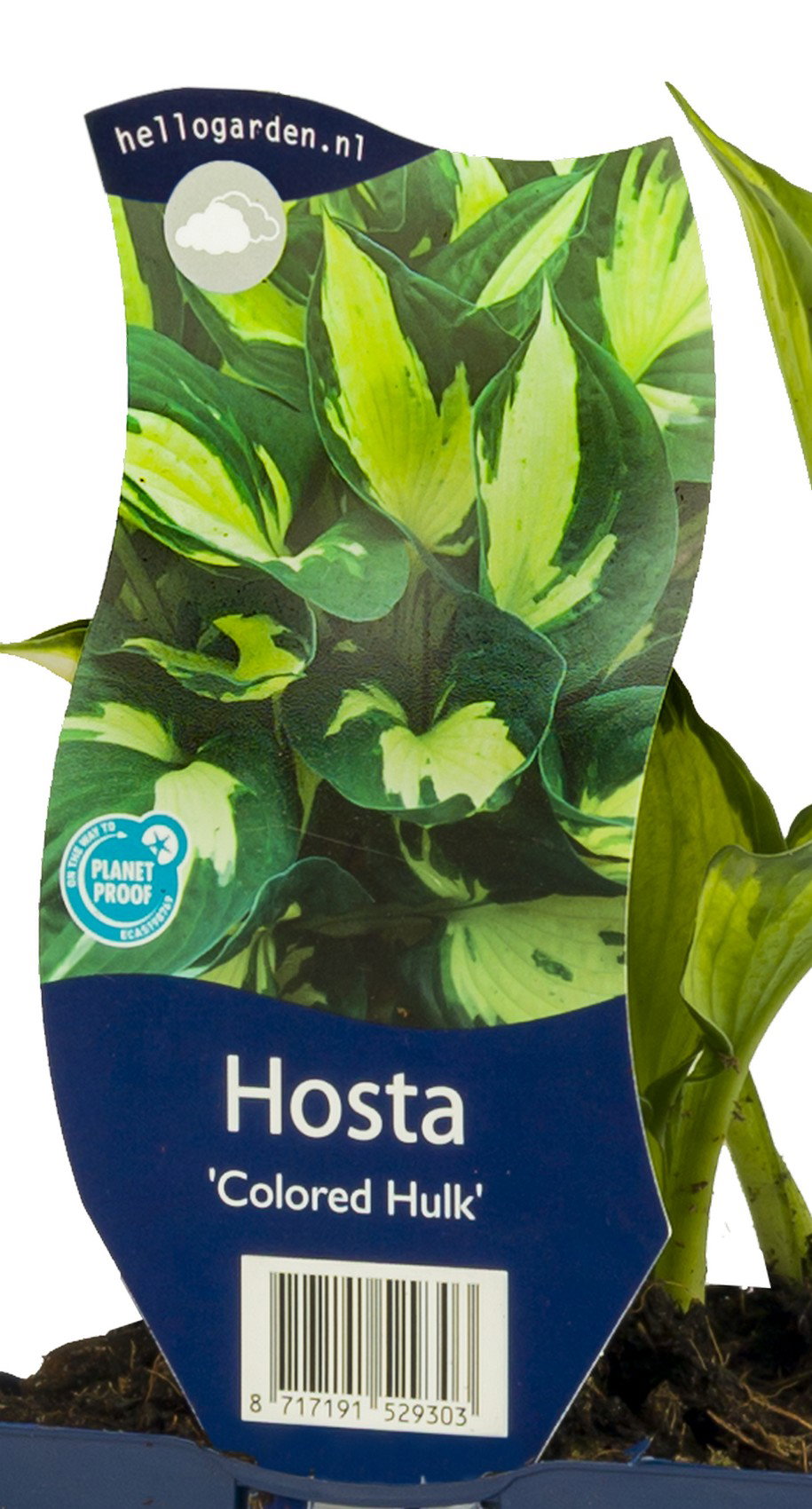 Hosta Colored Hulk vaste plant Griffioen - Griffioen