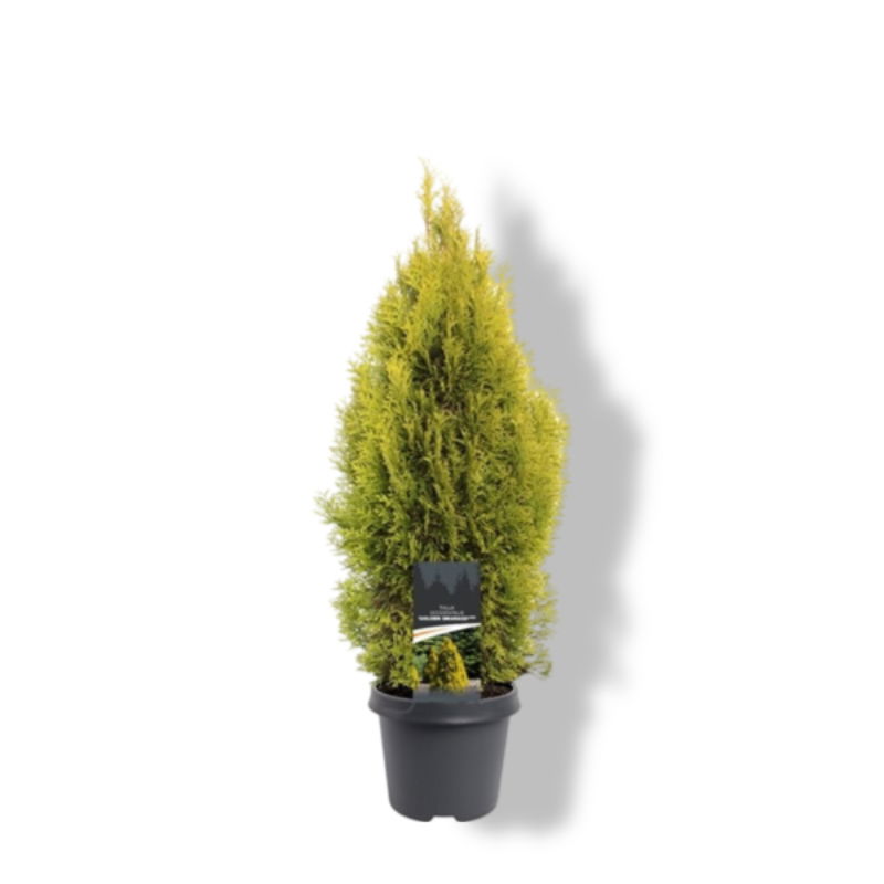 https://cdn.warentuin.nl/media/catalog/product/S/C/SCAN8717191529358_01_warentuin_natuurlijk_thuja_occidentalis_golden_smaragd_pbr_e8c9.jpg