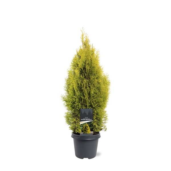 Warentuin natuurlijk Thuja occidentalis Golden Smaragd pbr 60-80 cm Conifeer - 