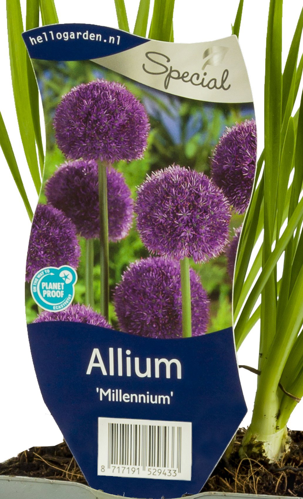 Allium Millennium vaste plant Griffioen - Griffioen
