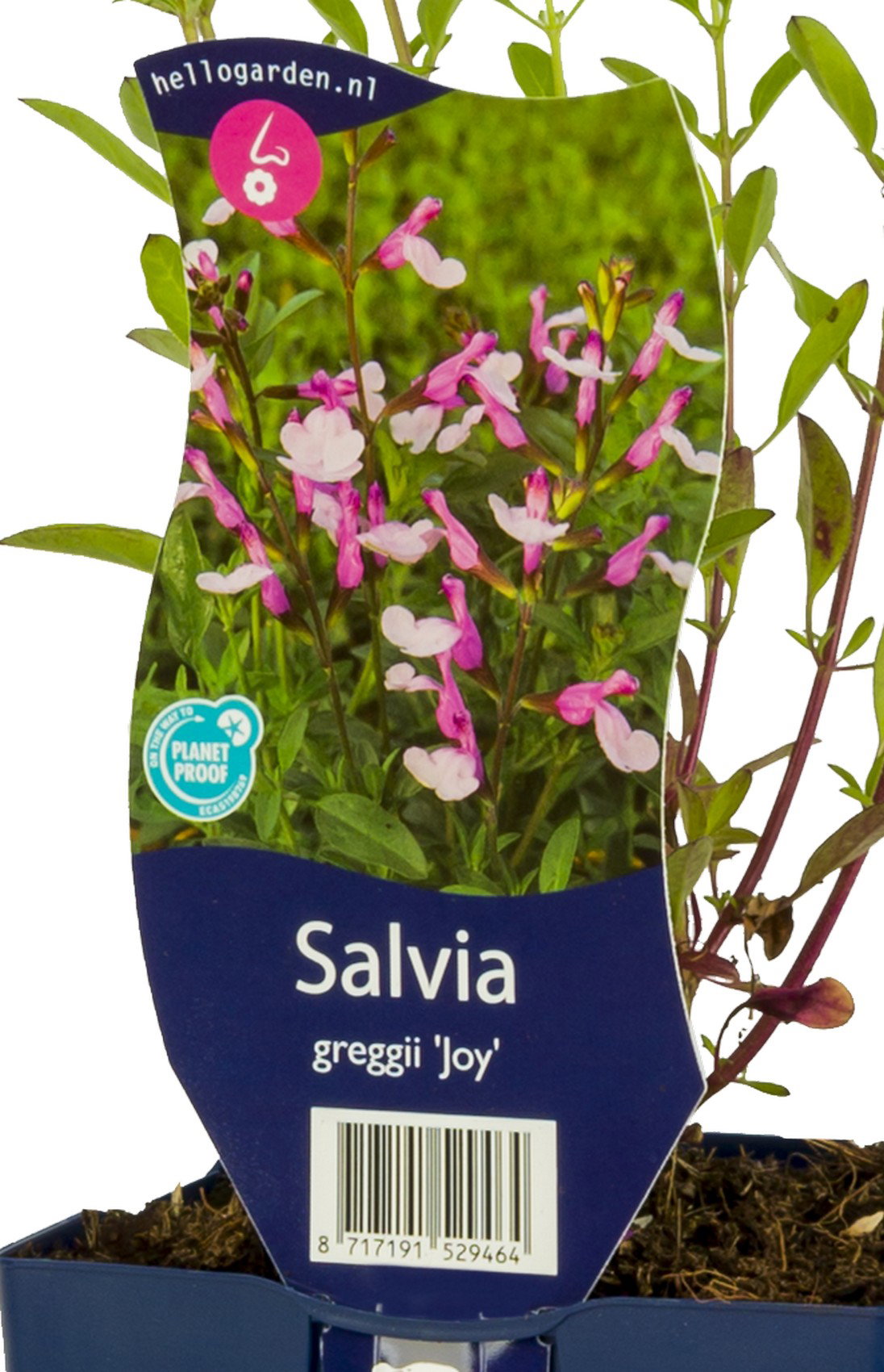 Salvia greggii Joy vaste plant Griffioen - Griffioen
