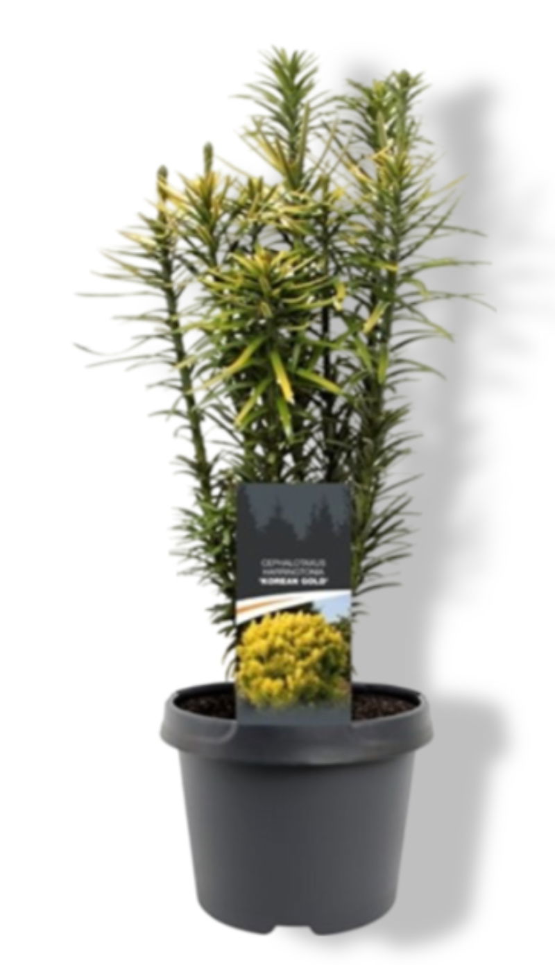 https://cdn.warentuin.nl/media/catalog/product/S/C/SCAN8717191530392_01_warentuin_natuurlijk_cephalotaxus_harringtonii_korean_gold_d2dd.jpg