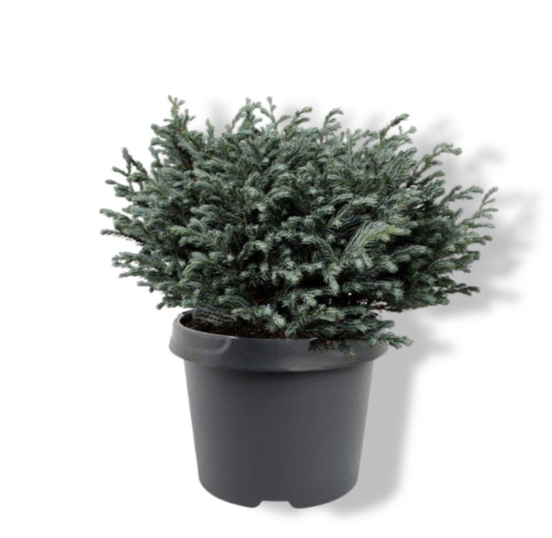https://cdn.warentuin.nl/media/catalog/product/S/C/SCAN8717191530415_01_warentuin_natuurlijk_chamaecyparis_pis_blue_moon_pbr_20_25_479b.jpg