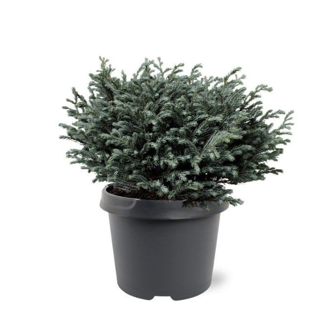 Warentuin natuurlijk Chamaecyparis pis. Blue Moon pbr 20-25 cm Conifeer - 