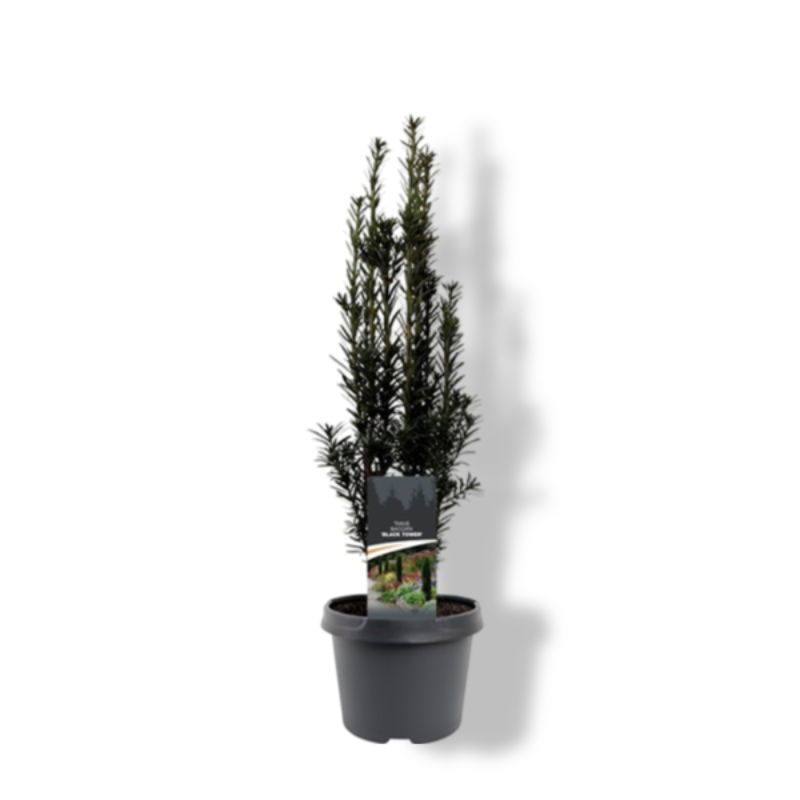 https://cdn.warentuin.nl/media/catalog/product/S/C/SCAN8717191530477_01_warentuin_natuurlijk_taxus_baccata_black_tower_40_50_cm_co_8724.jpg