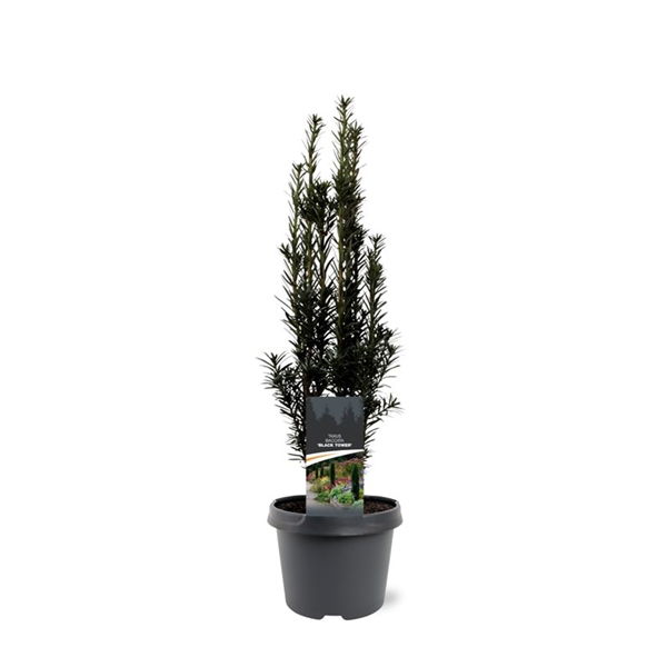 https://cdn.warentuin.nl/media/catalog/product/S/C/SCAN8717191530477_taxus_baccata_black_tower_40_50_cm_conifeer_warentuin_natuurl_e10a.jpg