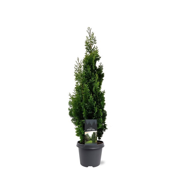 https://cdn.warentuin.nl/media/catalog/product/S/C/SCAN8717191530484_thuja_occidentalis_degroot_spire_60_80_cm_conifeer_warentuin__ba53.jpg