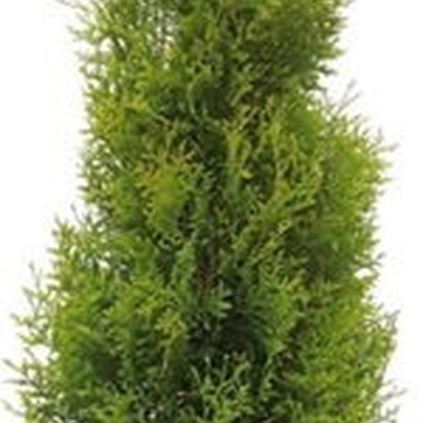 https://cdn.warentuin.nl/media/catalog/product/S/C/SCAN8717191530491_01_thuja_occidentalis_king_of_brabant_pbr_150175_cm_conifeer__25f9.jpg
