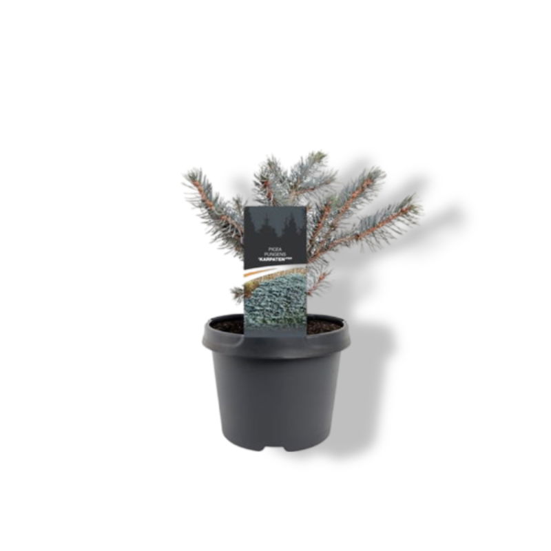 https://cdn.warentuin.nl/media/catalog/product/S/C/SCAN8717191530583_01_warentuin_natuurlijk_picea_pungens_karpaten_pbr_20_25_cm_c_e0bd.jpg