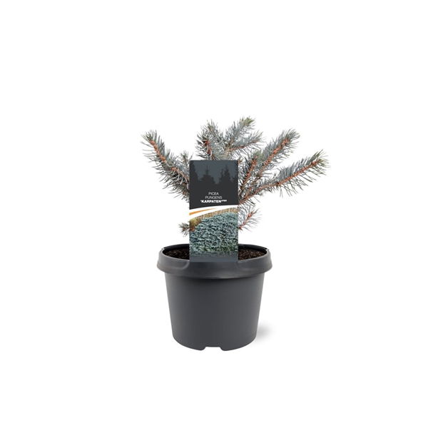 https://cdn.warentuin.nl/media/catalog/product/S/C/SCAN8717191530583_picea_pungens_karpatenpbr_20_25_cm_conifeer_warentuin_natuurl_89c5.jpg