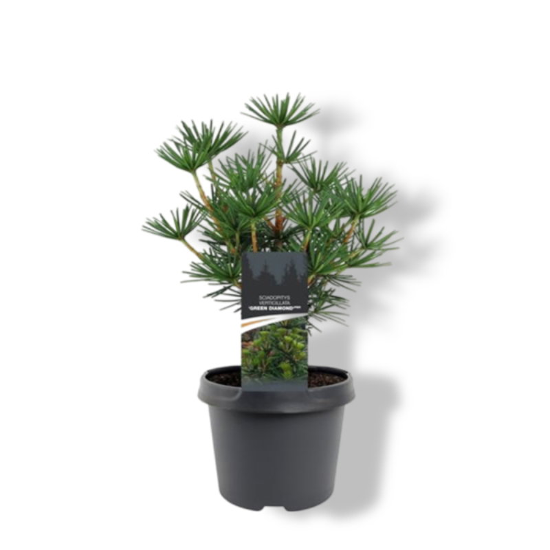 https://cdn.warentuin.nl/media/catalog/product/S/C/SCAN8717191530590_01_warentuin_natuurlijk_sciadopitys_verticillata_green_diamon_a054.jpg