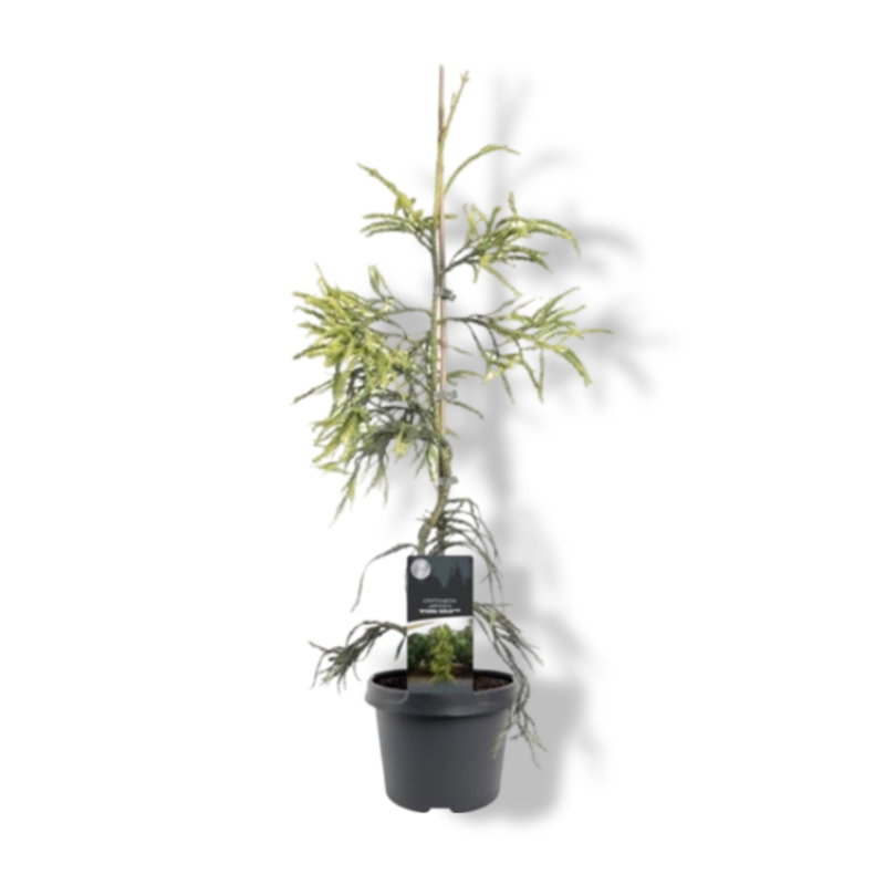 https://cdn.warentuin.nl/media/catalog/product/S/C/SCAN8717191531306_01_warentuin_natuurlijk_cryptomeria_jap_kyara_gold_pbr_50_60__0cbb.jpg