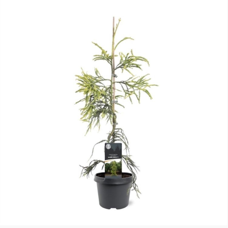 Warentuin natuurlijk Cryptomeria jap. Kyara Gold pbr 50-60 cm Conifeer - 