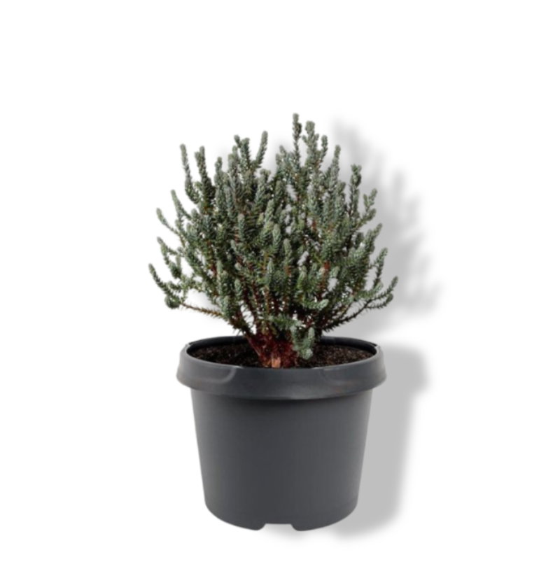 https://cdn.warentuin.nl/media/catalog/product/S/C/SCAN8717191531566_01_warentuin_natuurlijk_chamaecyparis_thyoides_blue_rock_20_2_3b61.jpg