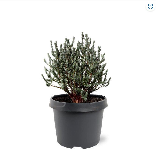 https://cdn.warentuin.nl/media/catalog/product/S/C/SCAN8717191531566_chamaecyparis_thyoides_blue_rock_20_25_cm_conifeer_warentuin__eb49.jpg