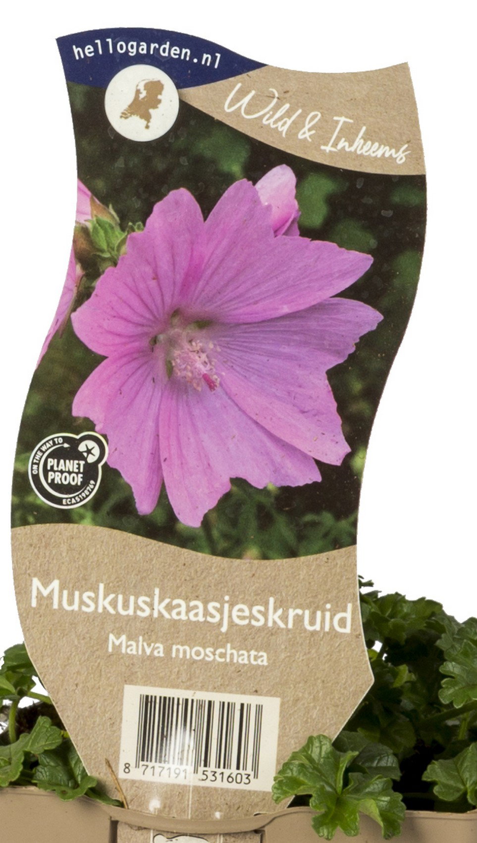 Muskuskaasjeskruid vaste plant Griffioen - Griffioen