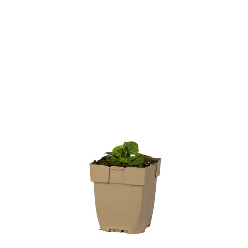 https://cdn.warentuin.nl/media/catalog/product/S/C/SCAN8717191531610_knikkend_nagelkruid_griffioen_6260.JPG