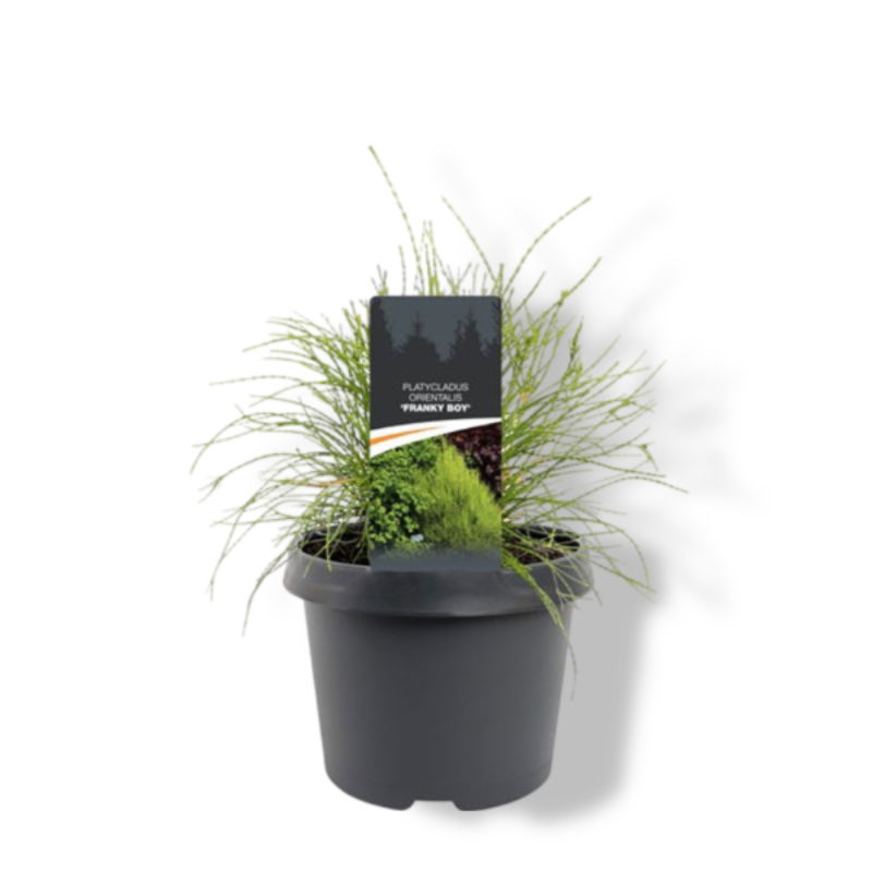 https://cdn.warentuin.nl/media/catalog/product/S/C/SCAN8717191531795_01_warentuin_natuurlijk_platycladus_orient_franky_boy_25_30_c_06b9.jpg