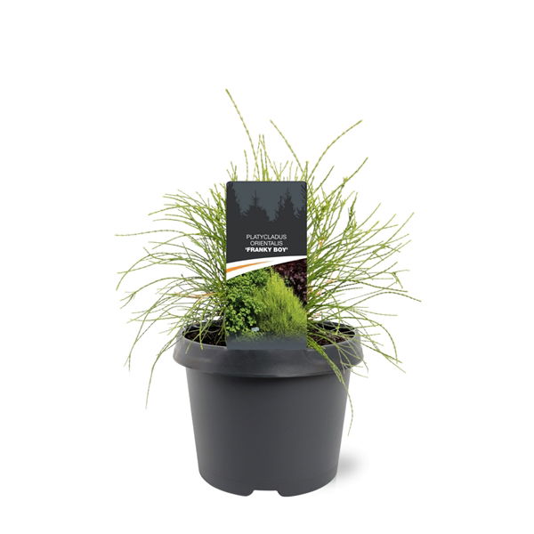 https://cdn.warentuin.nl/media/catalog/product/S/C/SCAN8717191531795_platycladus_orient_franky_boy_25_30_cm_conifeer_warentuin_nat_1448.jpg